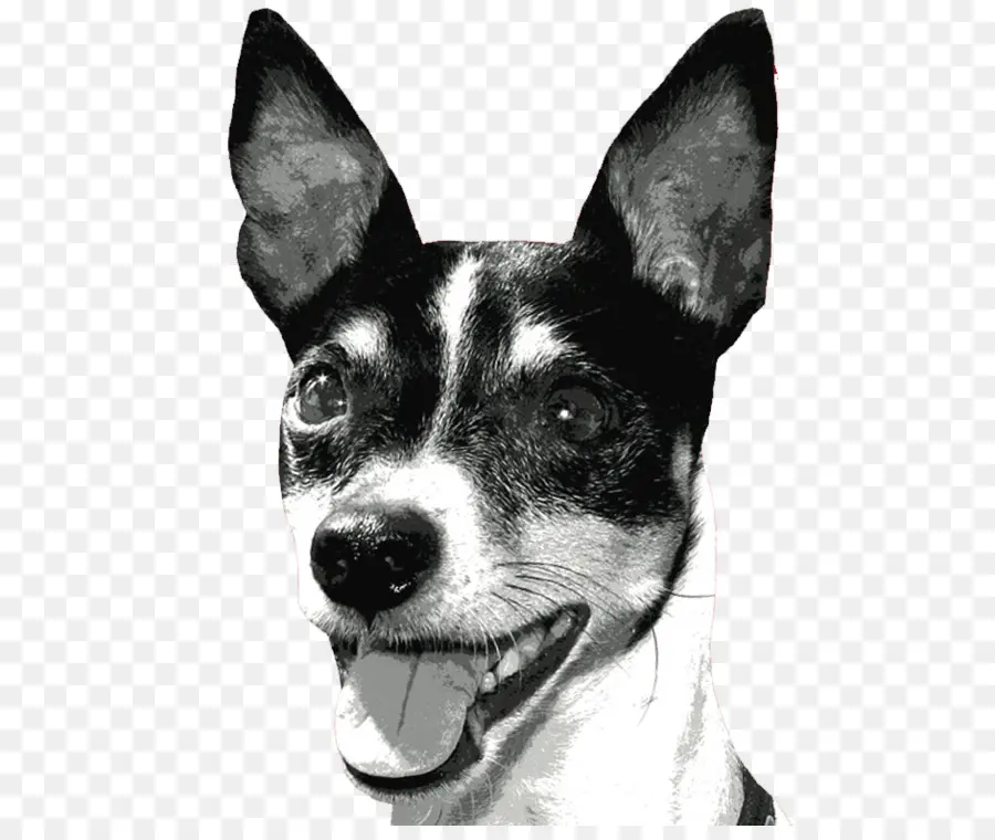 Perro Blanco Y Negro，Mascota PNG