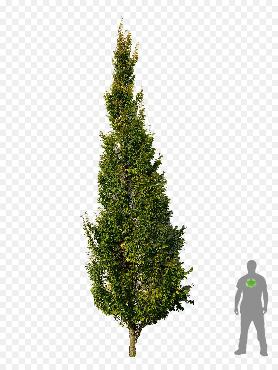 Carpinus Betulus，Pino PNG