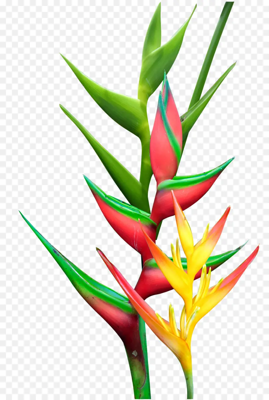 Heliconia Rostrata，Heliconia Loros PNG