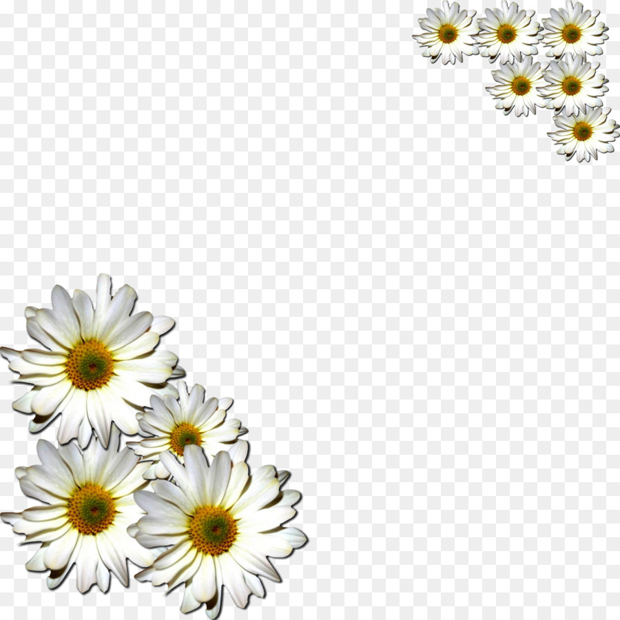 Flor，Común Daisy PNG