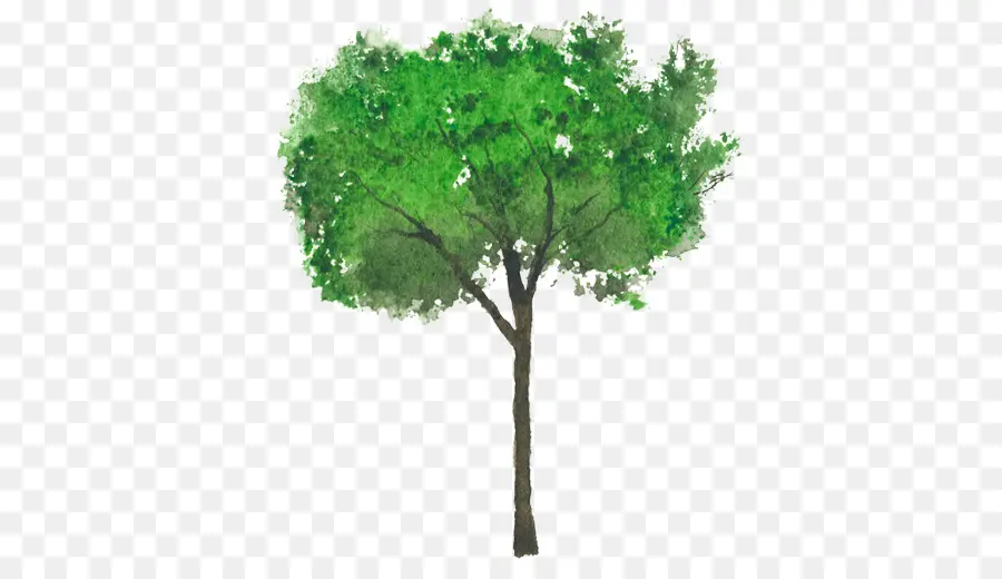 Ligustrum Lucidum，árbol PNG