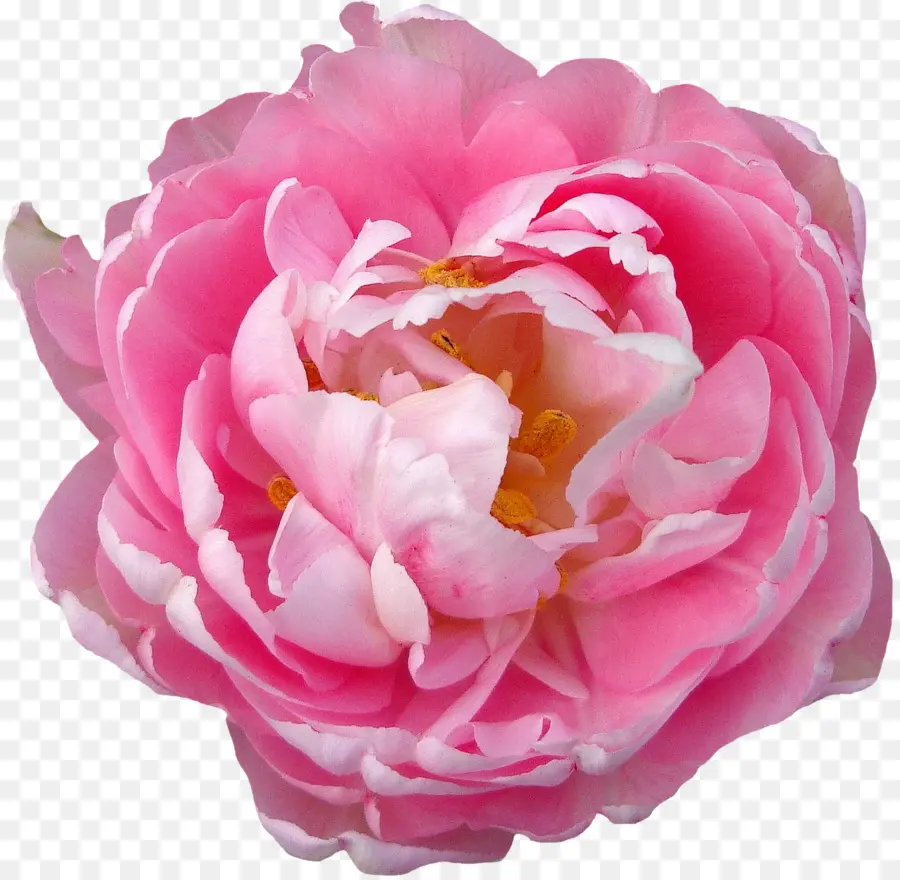 Flor Rosa，Florecer PNG