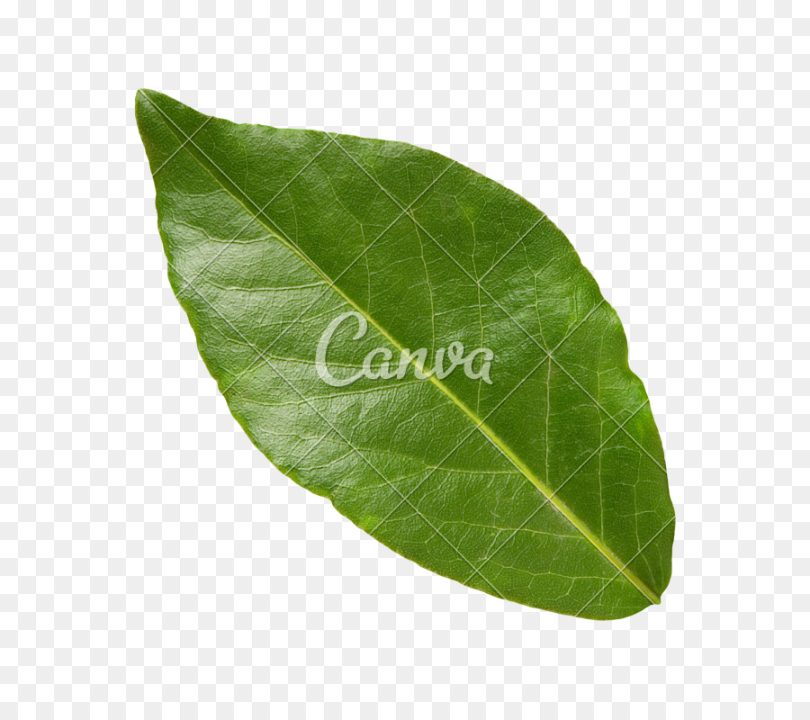 Hoja Verde，Fresco PNG