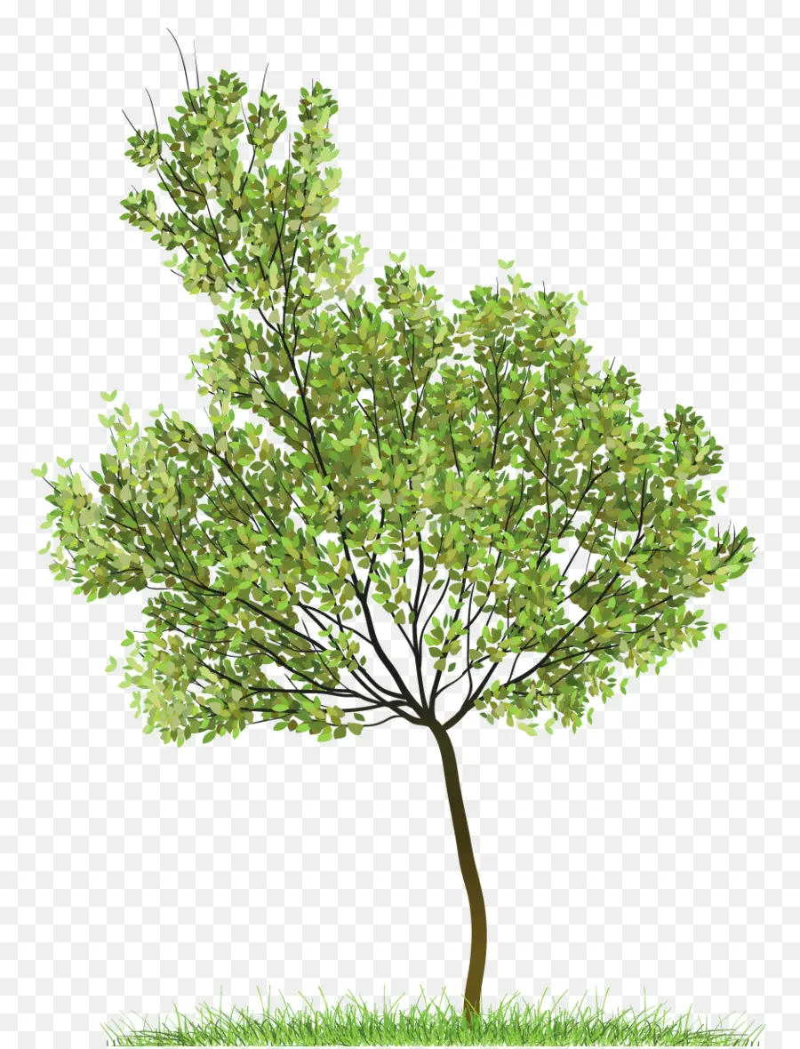 árbol Verde，Hojas PNG