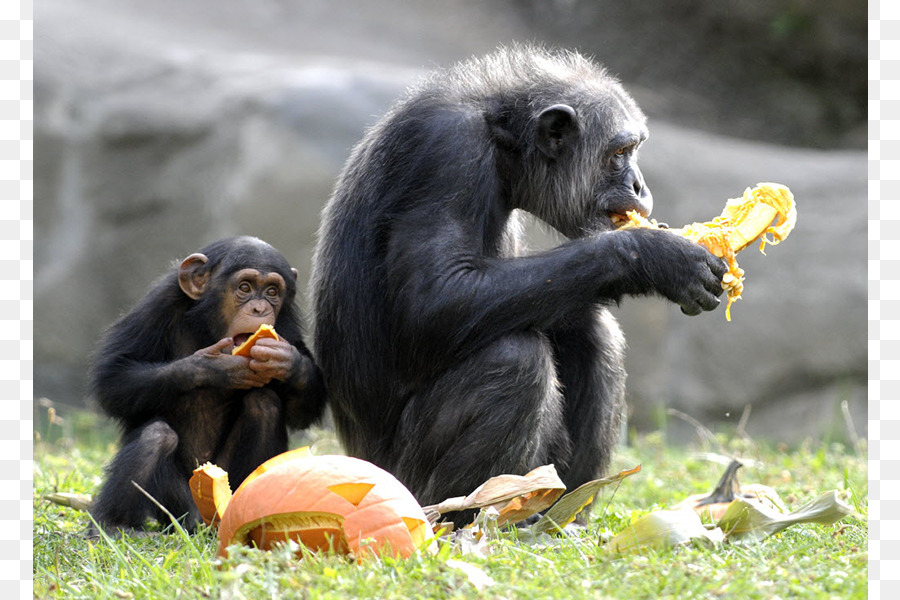Zoológico De Detroit，Chimpancé Común PNG