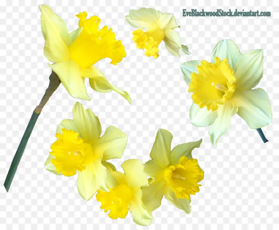 Narcisos，Amarillo PNG