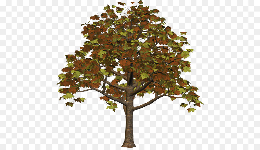 Árbol，Hojas PNG