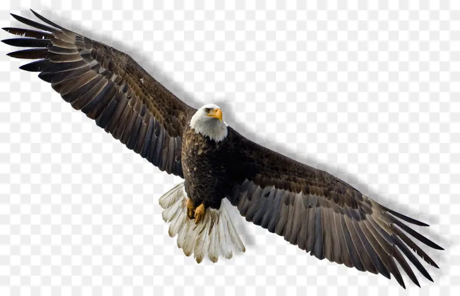 águila Calva，Vuelo PNG