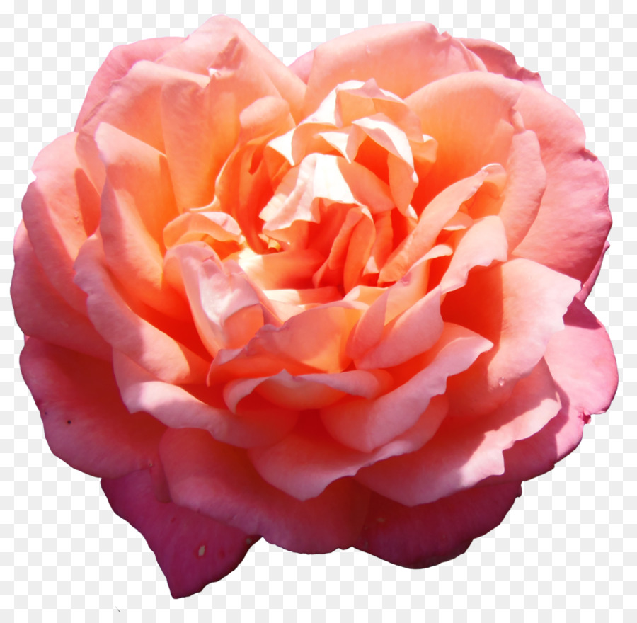 Rosa，Floración PNG