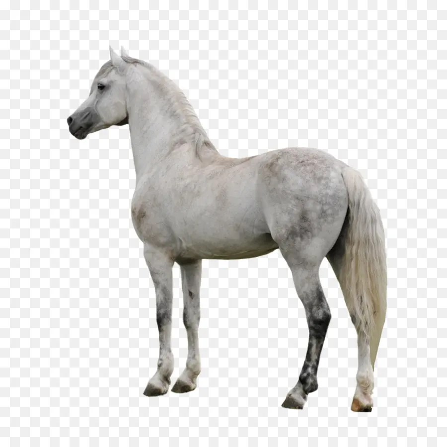 Caballo Gris，Equino PNG