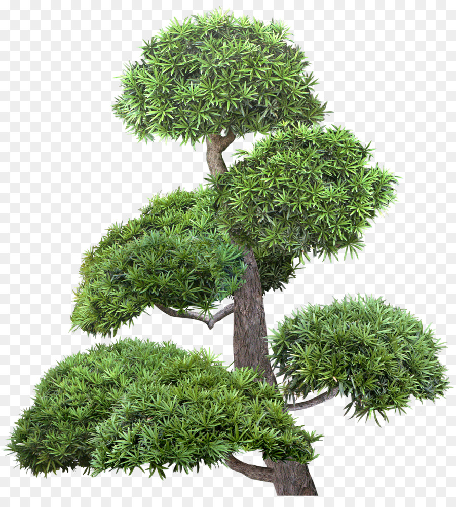 árbol，Arbusto PNG