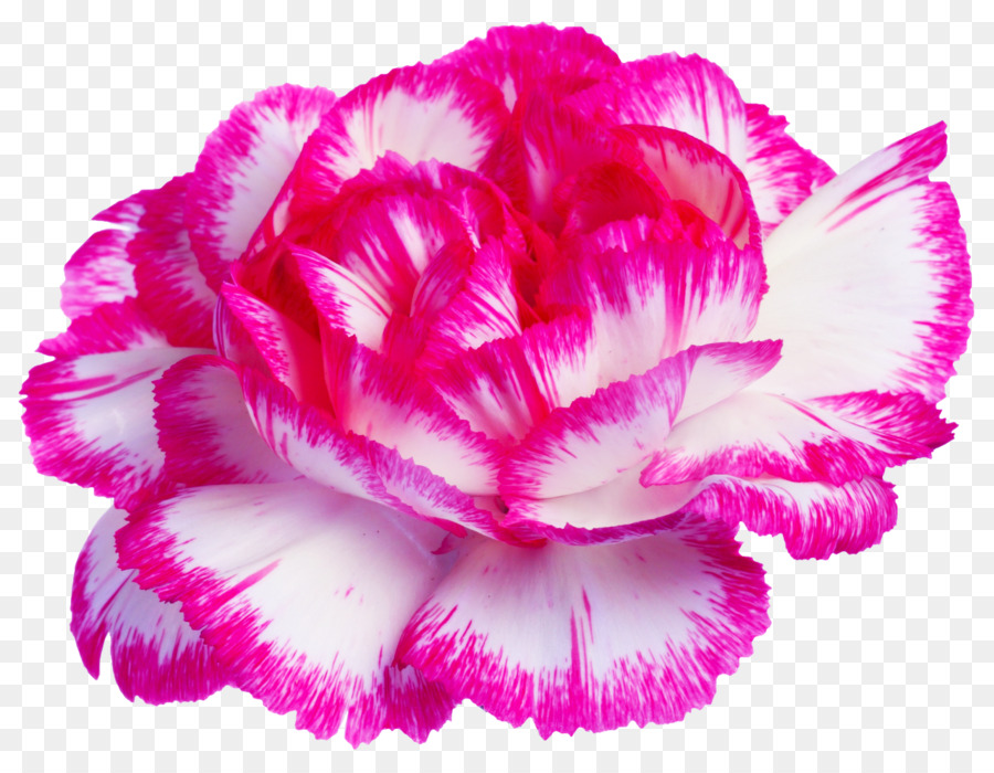 Flor Rosa，Florecer PNG