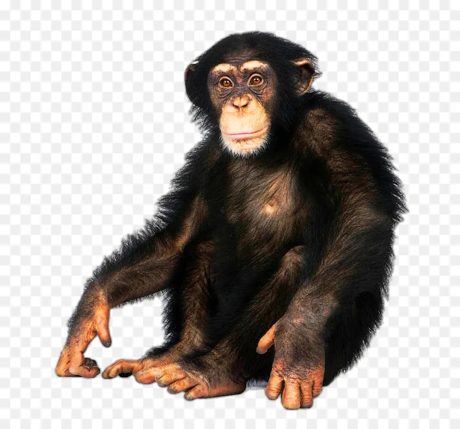 Macaco Japonés，Common Chimpanzee PNG
