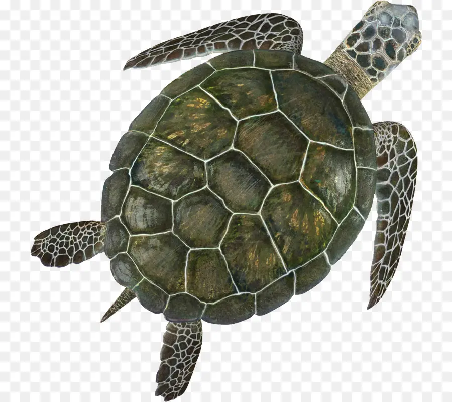 Tortuga，Reptiles PNG