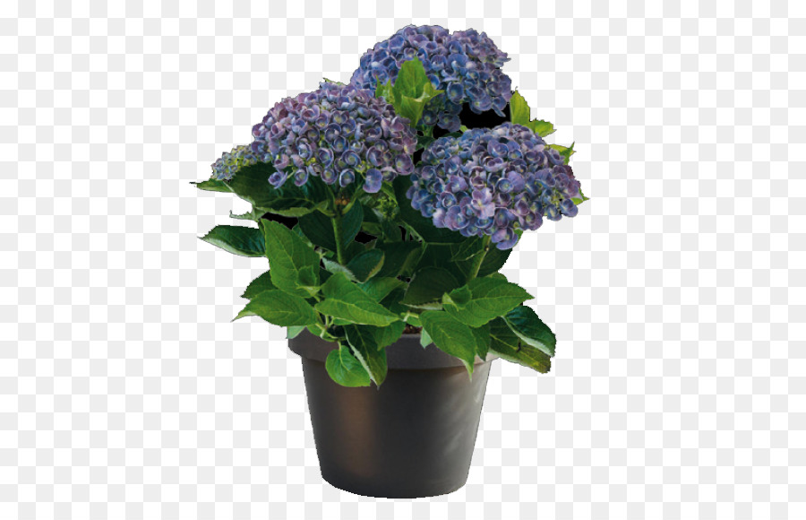 French Hydrangea，Planta PNG