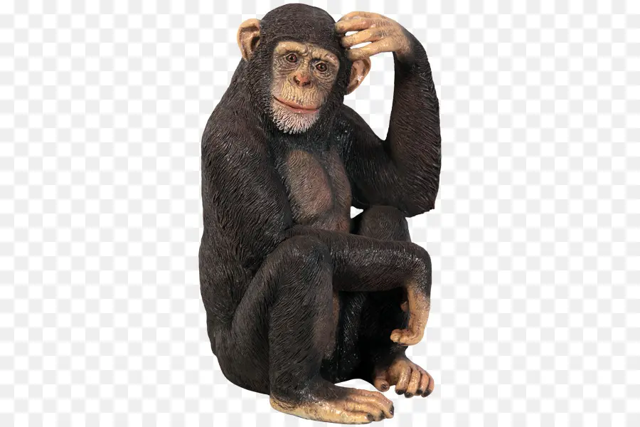 Chimpancé，Orangután PNG