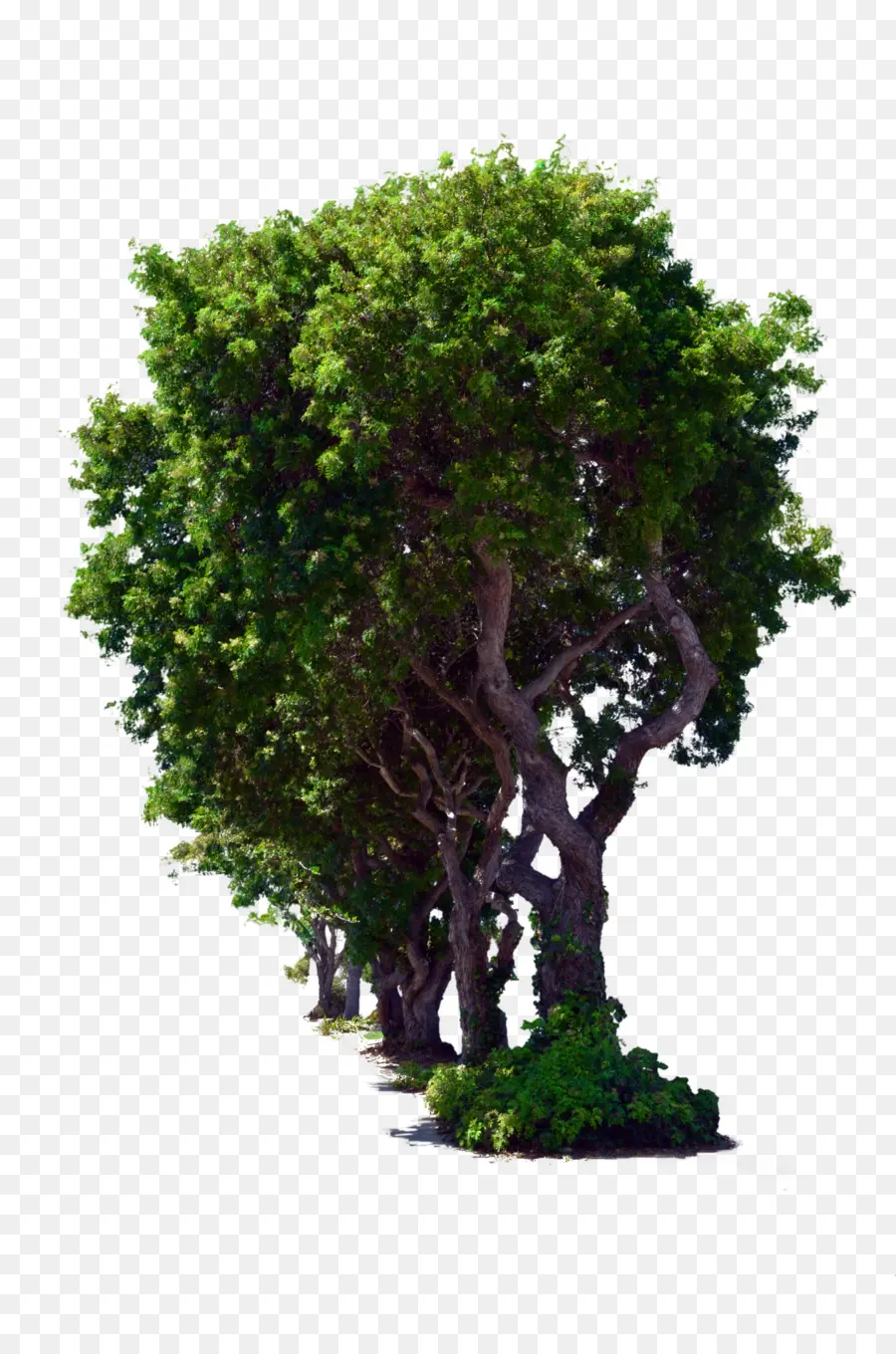 árbol，Deviantart PNG