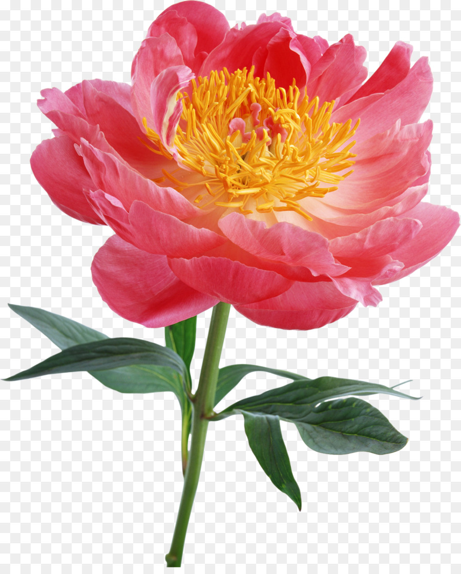 Flor，Fondo De Escritorio PNG