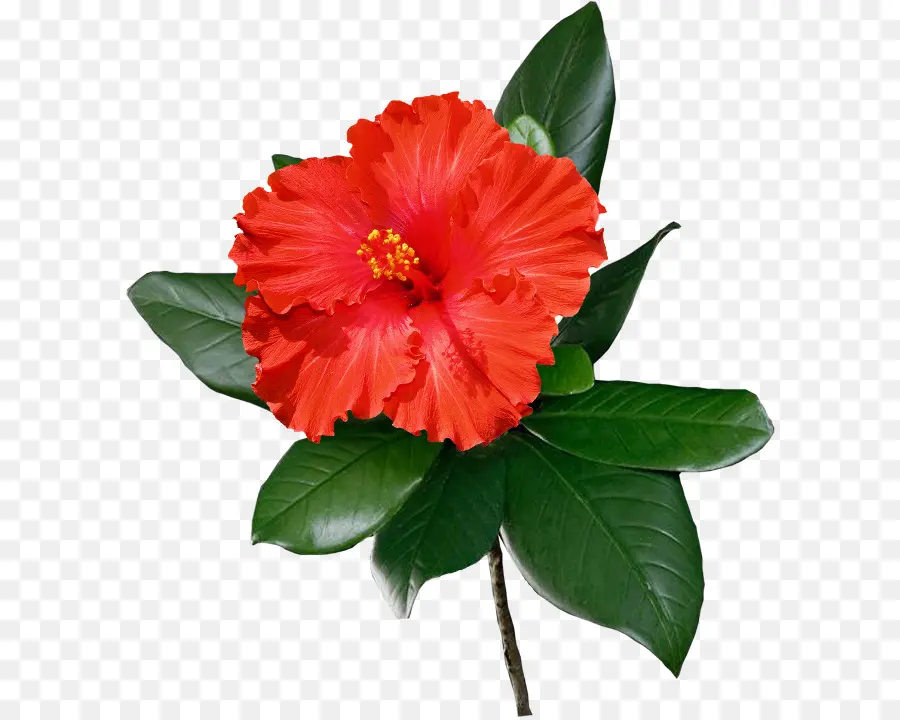 Hibisco Rojo，Hojas PNG