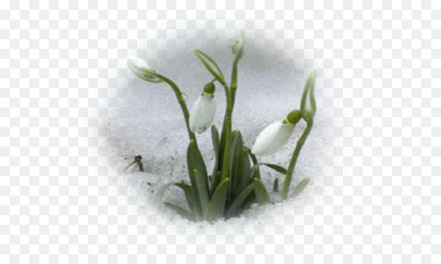 Galanthus Nivalis，Leucojum Primavera PNG