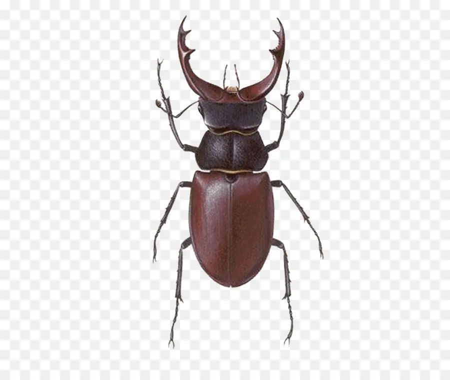 Escarabajo，Lucano Maculifemoratus PNG