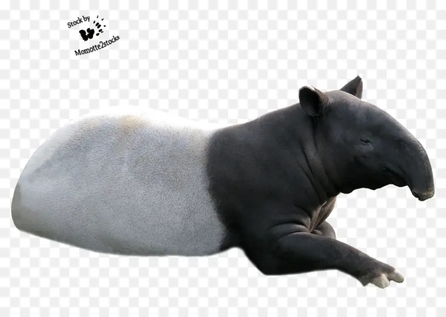 Tapir，Mamífero PNG