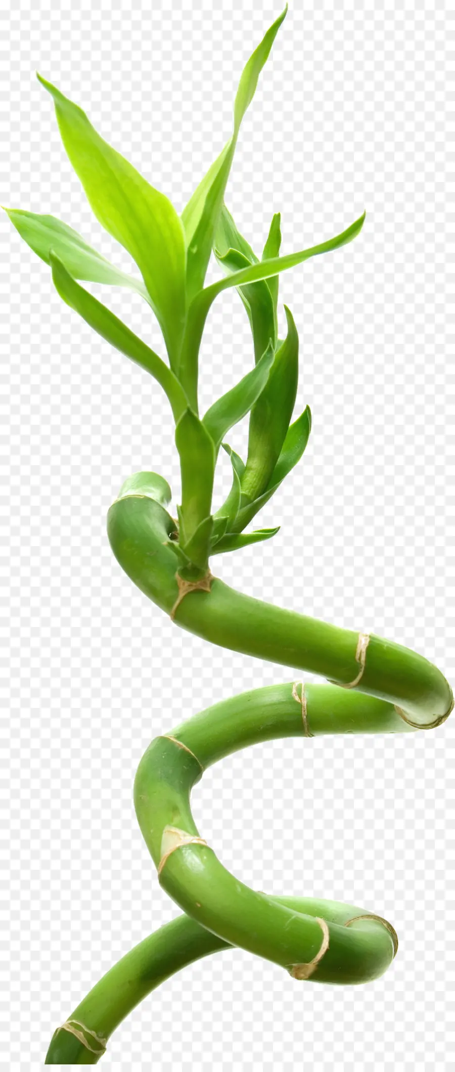 Bamboo，Lucky Bamboo PNG