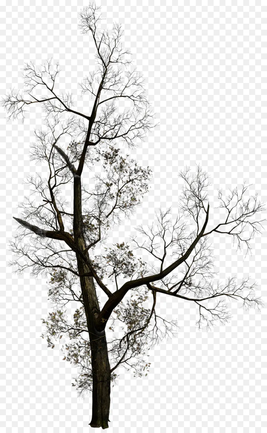 árbol Desnudo，Sucursales PNG