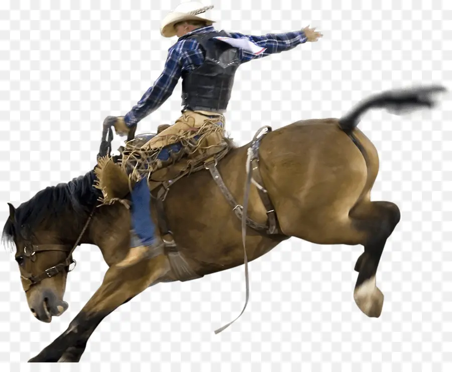 Rodeo，Caballo PNG