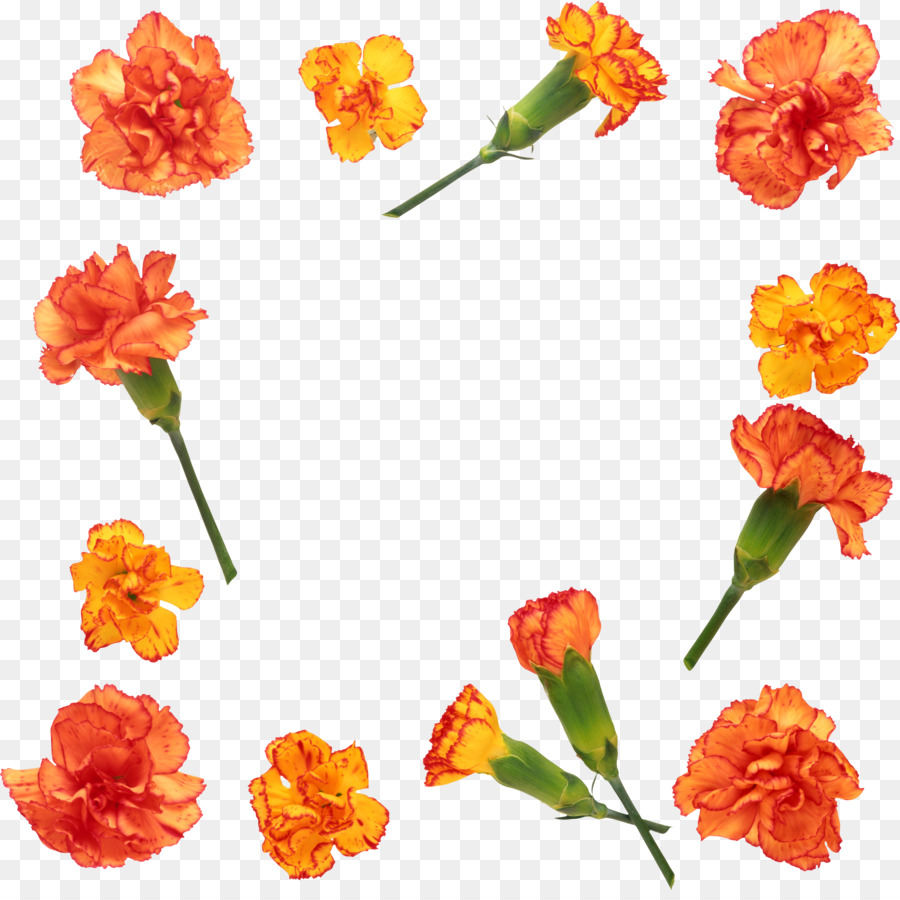 Clavel，Flor PNG