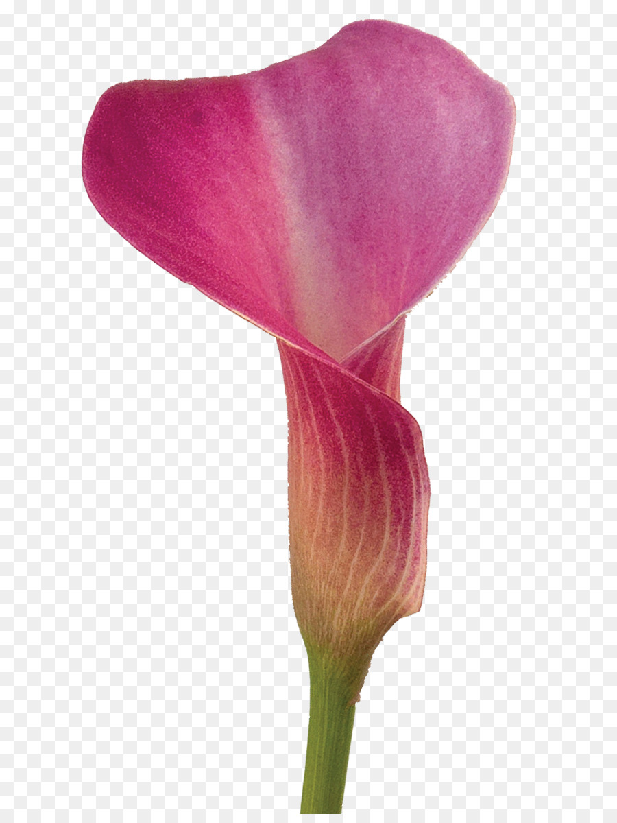 Arumlily，Flor PNG