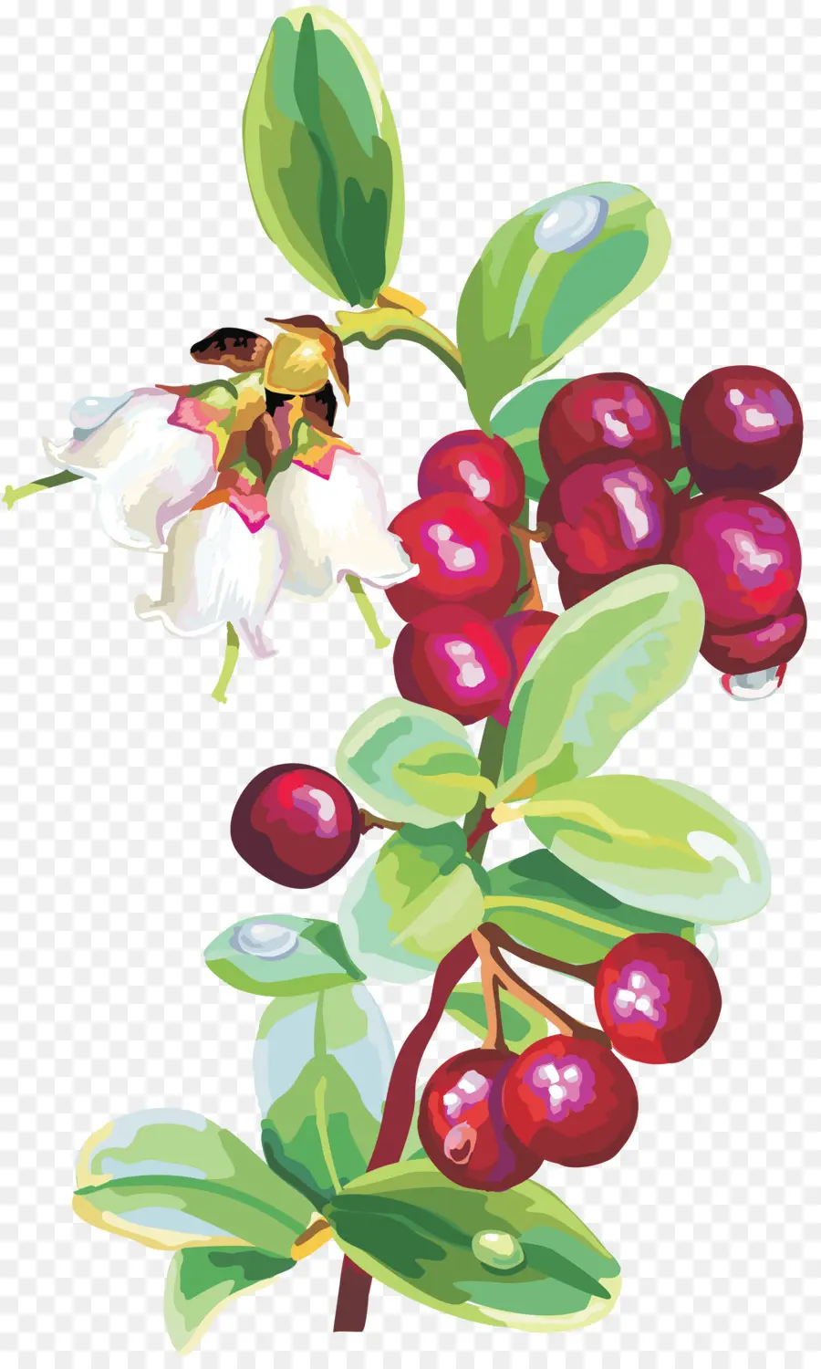 Berry，Arándano PNG