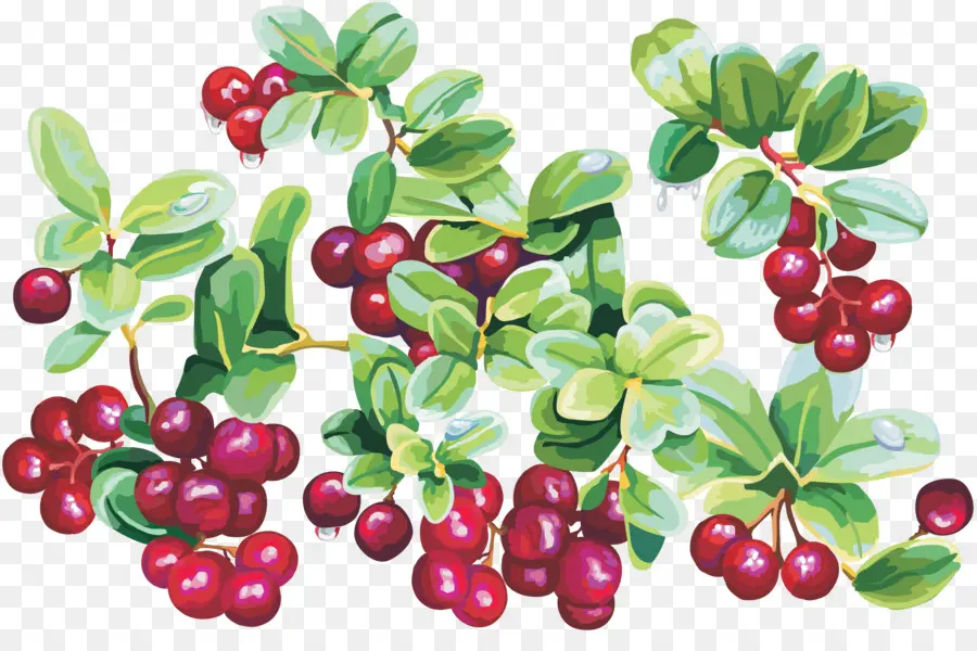 Frutos Rojos，Fruta PNG