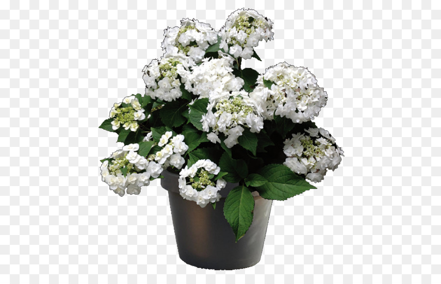 French Hydrangea，Flor PNG