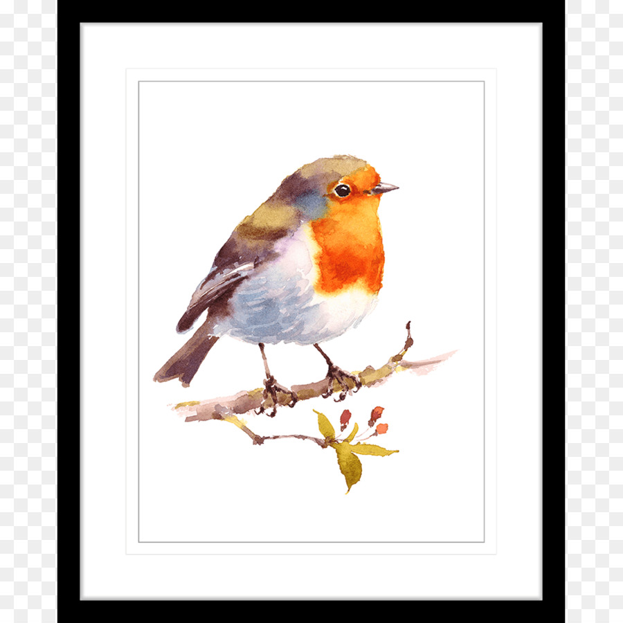 Pájaro，Europea Robin PNG