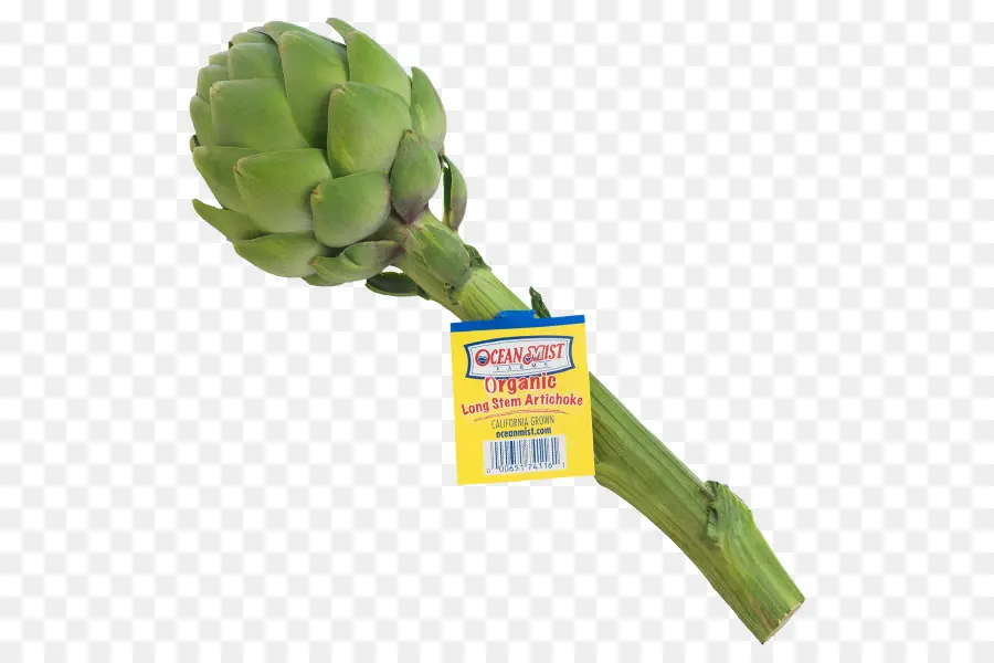 Vegetal，Planta PNG