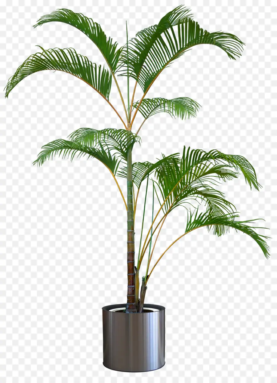 Palmera，Hojas PNG