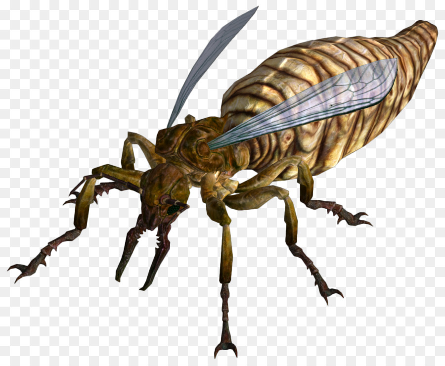 Insecto，Bicho PNG