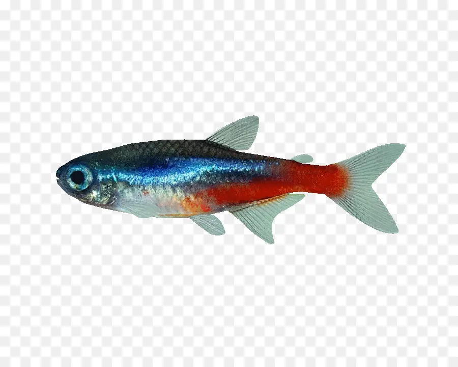 Los Peces，Tetra De Neón PNG