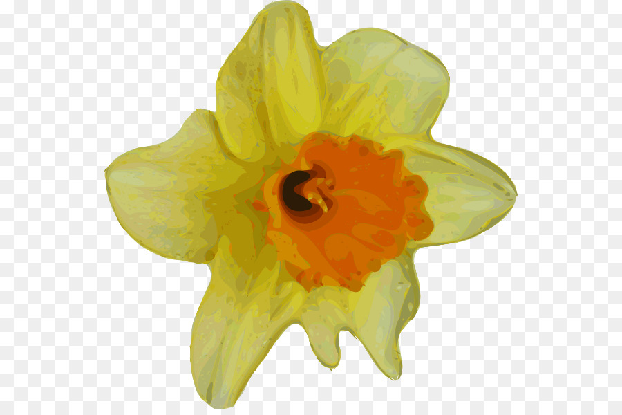 Flor，Narciso PNG