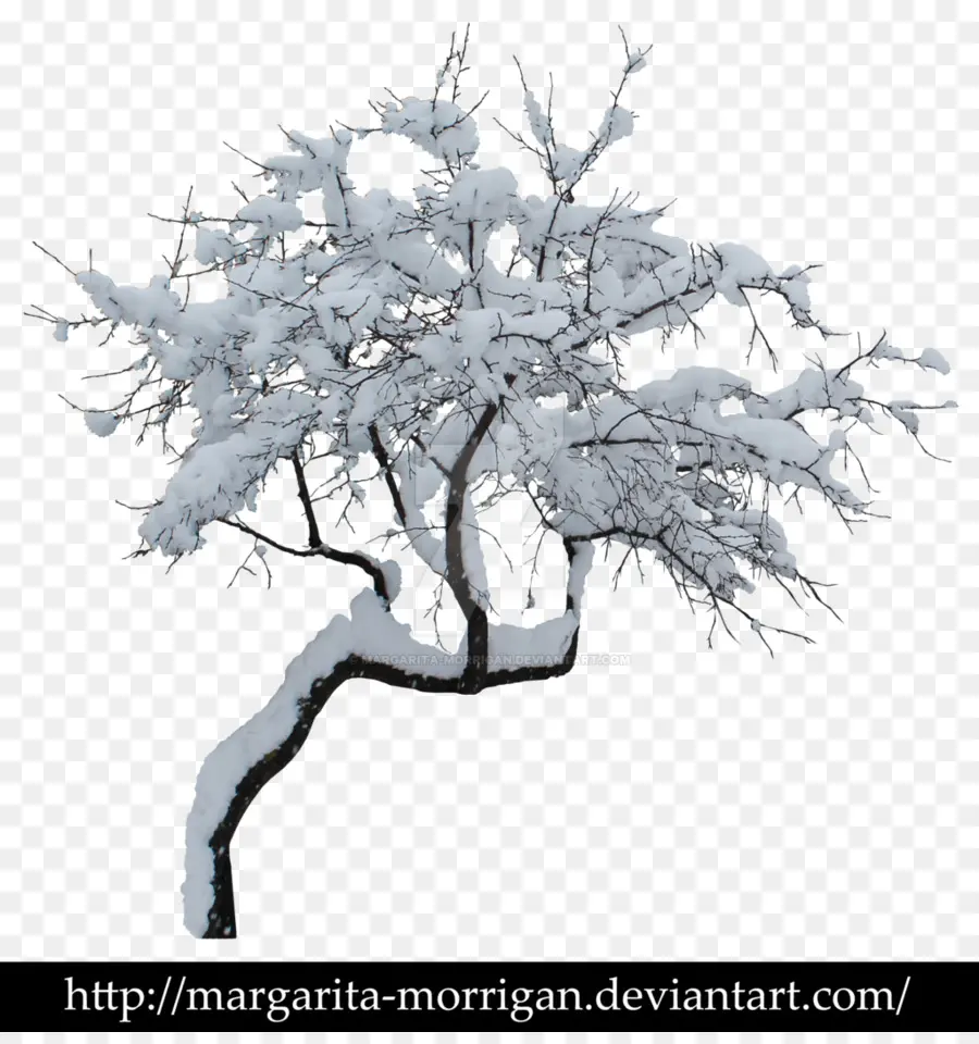 árbol Nevado，Invierno PNG