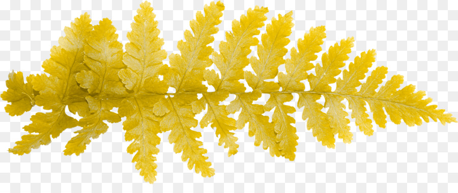 Hoja De Helecho Amarillo，Hoja PNG