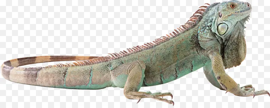 Lagarto，Iguana Verde PNG