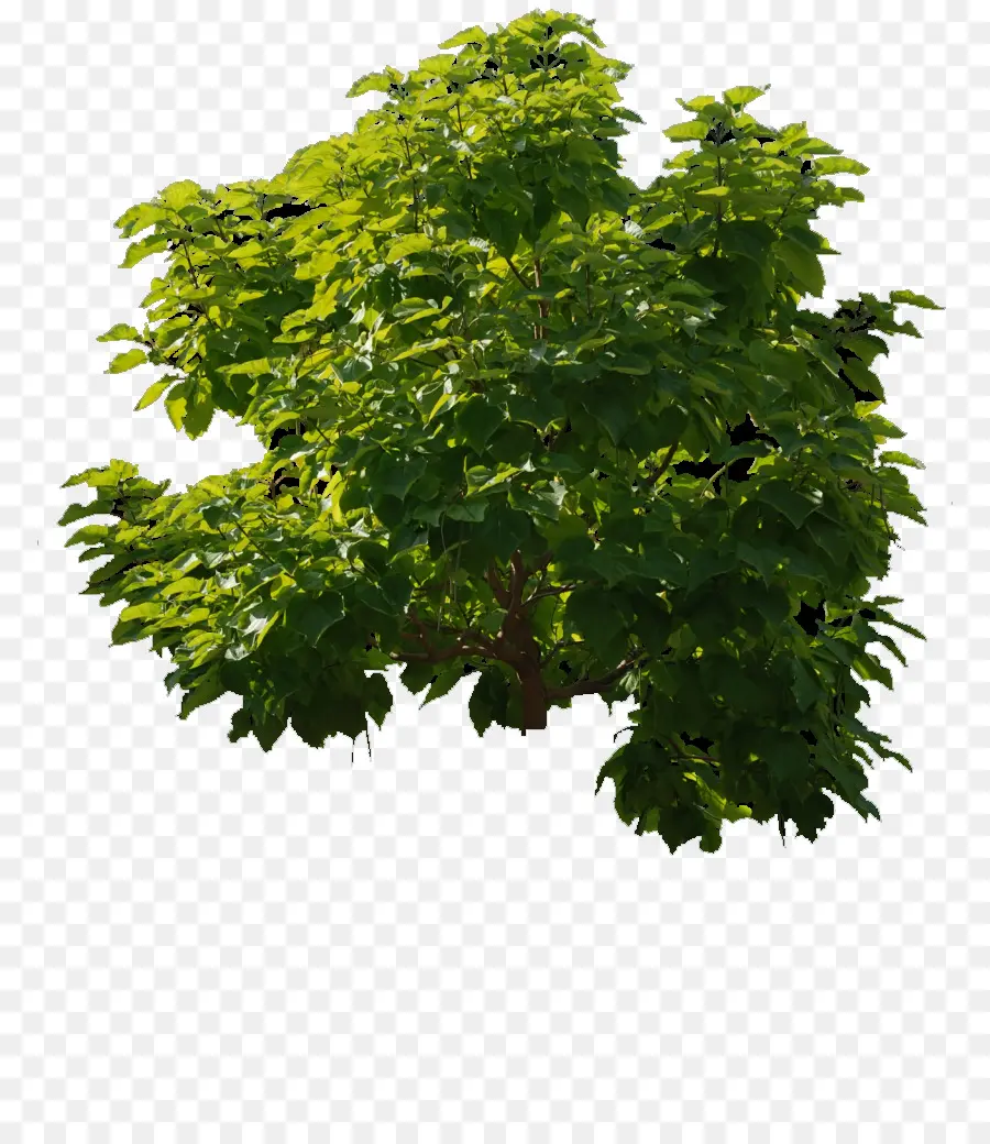 árbol，El Mapeo De Texturas PNG