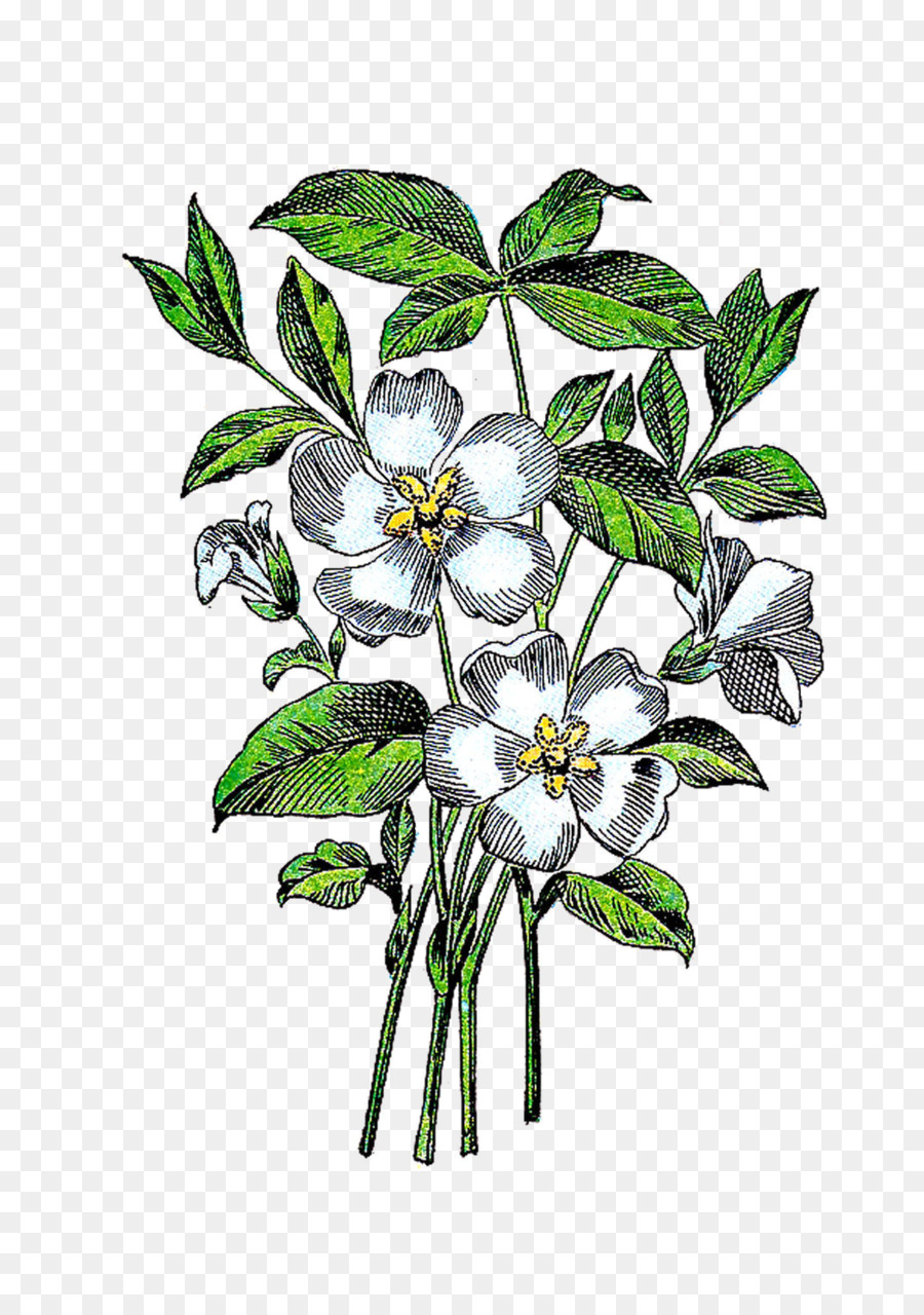 Flor，Planta PNG