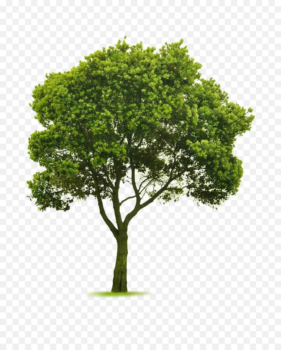 árbol，Jardinería PNG