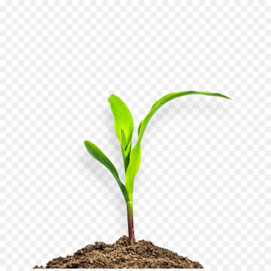 El Maíz，Planta PNG