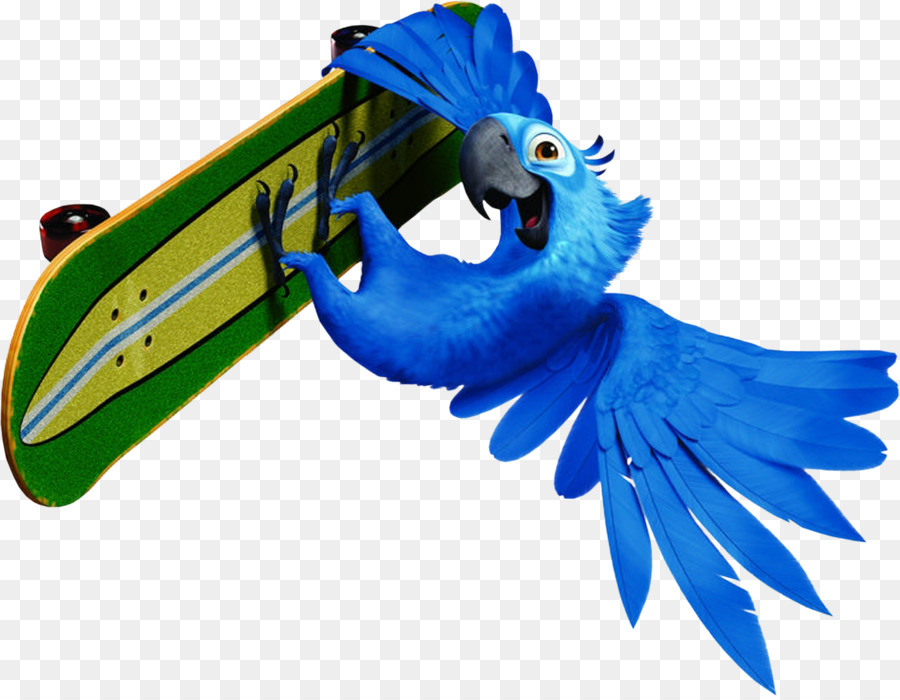 Loro Azul Con Patineta，Loro PNG