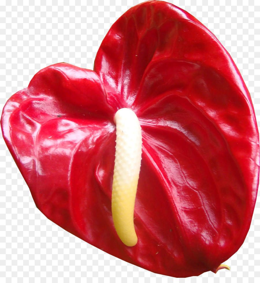 Anthurio Rojo，Florecer PNG