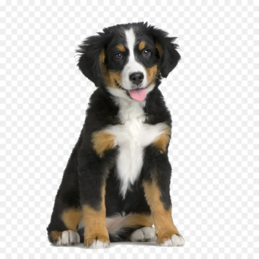 Perro De Montaña Bernés，Cachorro PNG